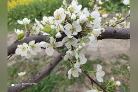 春暖花开，万物复醒图片