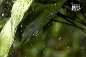听，生物多样声图片
