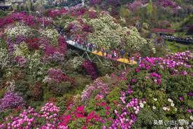 贵州百里杜鹃这条吊桥火了，每天上万人抢着上桥，只因它太美了图片