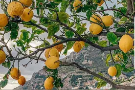 意大利波西塔诺小镇，简直是一个柠檬小镇图片