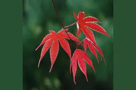 ——微头条不会写的看这里！例文模版图片