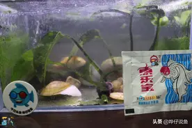 给鱼缸换水一定要困水吗？要不要困水，要看细菌的脸色｜辟谣图片