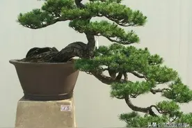 “养好罗汉松，代代出富翁”，​掌握4招，枝干挺拔，苍翠又有型图片