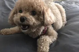 泰迪犬有这六个表现，说明它“恨”上你了图片