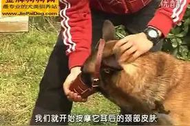 教你训练狗狗变成温顺的小狗全教程第一课-根据品种选择对应口罩图片