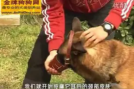 教你训练狗狗变成温顺的小狗全教程第一课-根据品种选择对应口罩图片