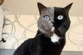 还记得“阴阳脸”猫咪吗？如今因它生了2个孩子，再次走红网络图片