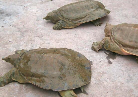 如何煮甲鱼,这道清炖黄甲鱼汤简单快手,超下饭 - 冷求网