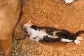 感动！陪狗狗长大的猫咪离世后，狗狗将小鱼干叼到土坑前“喂”它图片
