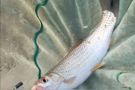 江边总是钓不到鱼？合理运用出钓时间，使用多种钓法，鱼获不会少图片