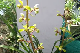 4种很值得一养的蕙兰品种图片