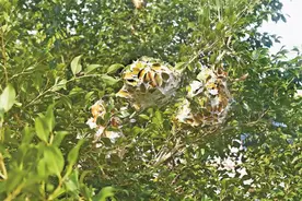 蚂蚁扎堆扰民 多方合作“一窝端”图片