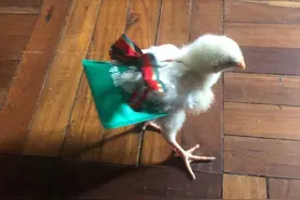 孩子宠物养太好，会有什么后果图片