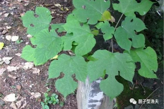 构树叶，在养殖中的利用，如何变废为宝