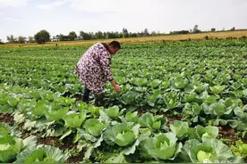 大棚蔬菜迎丰收，武汉蔡甸80后小伙回乡种菜生活美滋滋图片