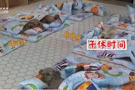 忧桑，学历赶不上李雪琴的狗图片