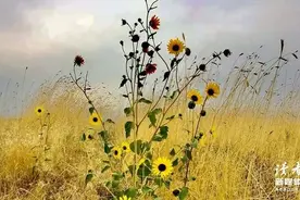 社交最大的灾难，是不把自己当外人图片