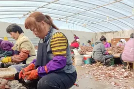 秦皇岛又到了这种海产品收获的季节图片