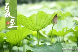 夏至快到了，教你5种夏至面的做法，口味新颖，吃完清爽不疰夏图片