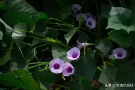 “红薯开花，夫妻分家”什么意思？红薯开花寓意不好吗？看完懂了图片