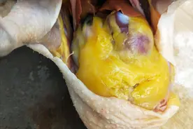 买鸡肉，发现鸡肚里有1大块黄油，应该吃掉还是扔掉？涨知识了图片