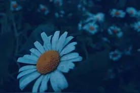夏日乐悠悠图片