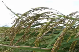 地里粮食都不敢收了！缅甸这些地方的人太苦了图片
