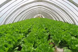 大棚蔬菜种植技术图片