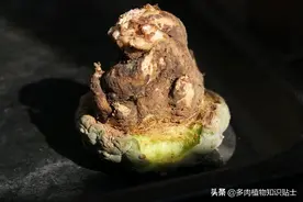 翻盆修根一起来，夏天给家里的仙人球整整容图片