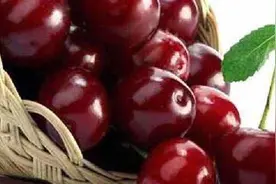 夏季什么时候嫁接大樱桃图片