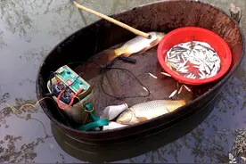 为什么长江十年禁止捕鱼？图片