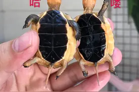 被奉为“神龟”的黄缘到底有何魅力？图片