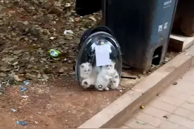 5只布偶猫幼崽，被人遗弃在垃圾桶旁：这猫也有人丢吗？图片