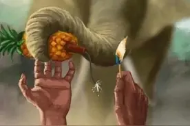 怀孕母象进村讨食，遭投喂爆竹菠萝，水中炸肚站立数日身亡图片