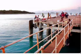 澳洲海滩出现全球最毒生物！一碰致命！已有17岁少年不幸离世图片