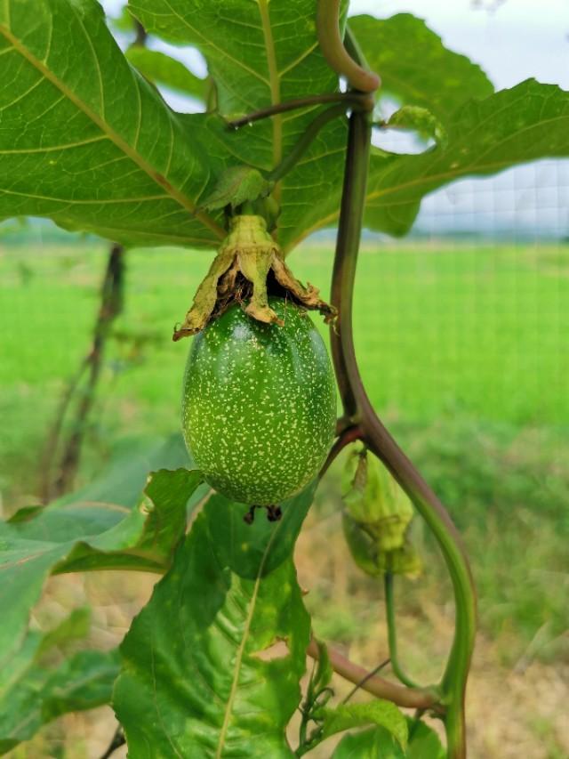 百香果微量元素使用方法