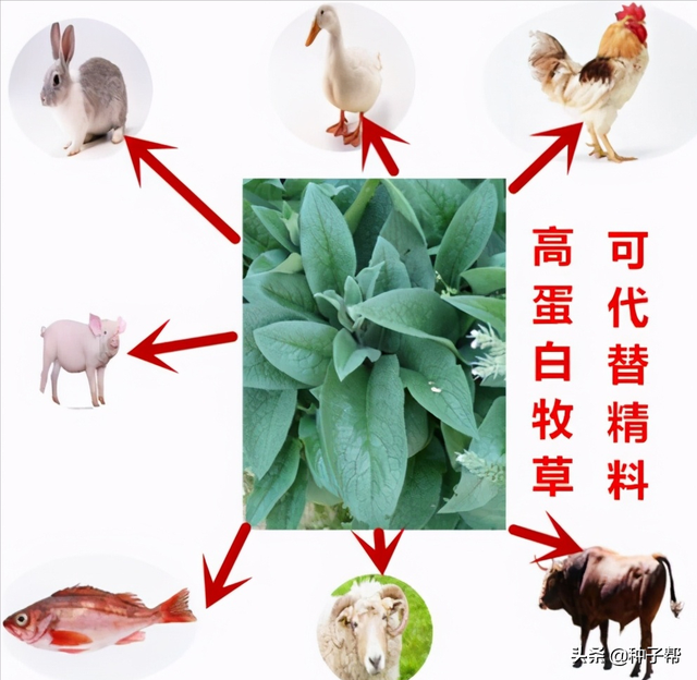 有关俄罗斯饲料菜畜牧价值，你想知道的都在这里了