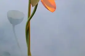 又是博士，又是胸闷心慌气短心口疼痛图片