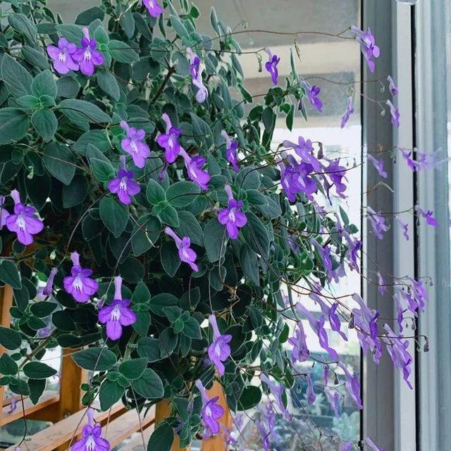 贝拉小蜜蜂草本身体乳