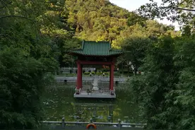 家乡豺狼故事图片