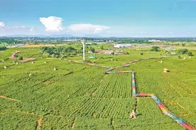 横州：茉莉花开幸福来图片