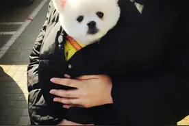 买一只“博美犬”，大概需要多少钱？图片