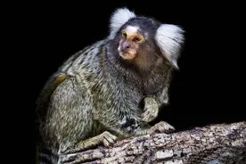 《山海经》中神奇的人面兽，我们找到啦，长相相当萌图片