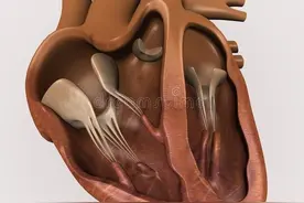 检查发现左心室肥厚，怎么办？图片