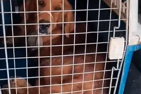 山东：被绑住四肢和嘴的金毛，获救后，狗狗立马扑到大哥怀里致谢图片