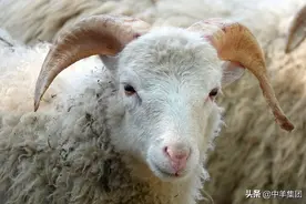 给羊喂药，掌握技巧很重要图片