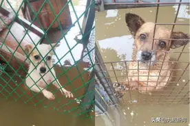 河南一流浪动物救助站被淹，400只狗被困，目前急缺狗粮和药物图片