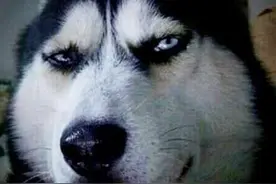 现在的你还喜欢使用狗头表情包吗图片