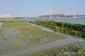 汕头牛田洋湿地保护区图片