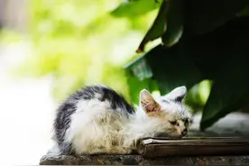 九岁小学生路边救了一只小猫，父亲看后二话不说扔进了垃圾堆里图片